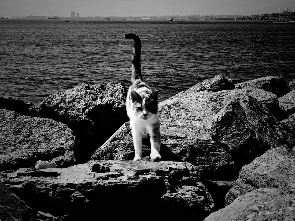 Photograph by Юлия Гришина