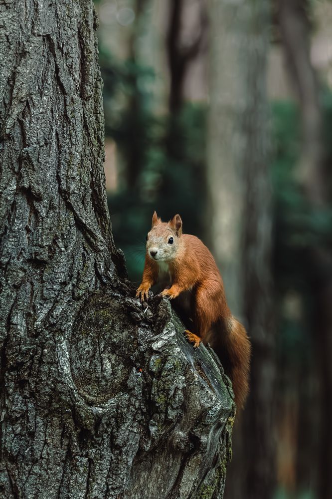 Photograph by Roman Savitskiy