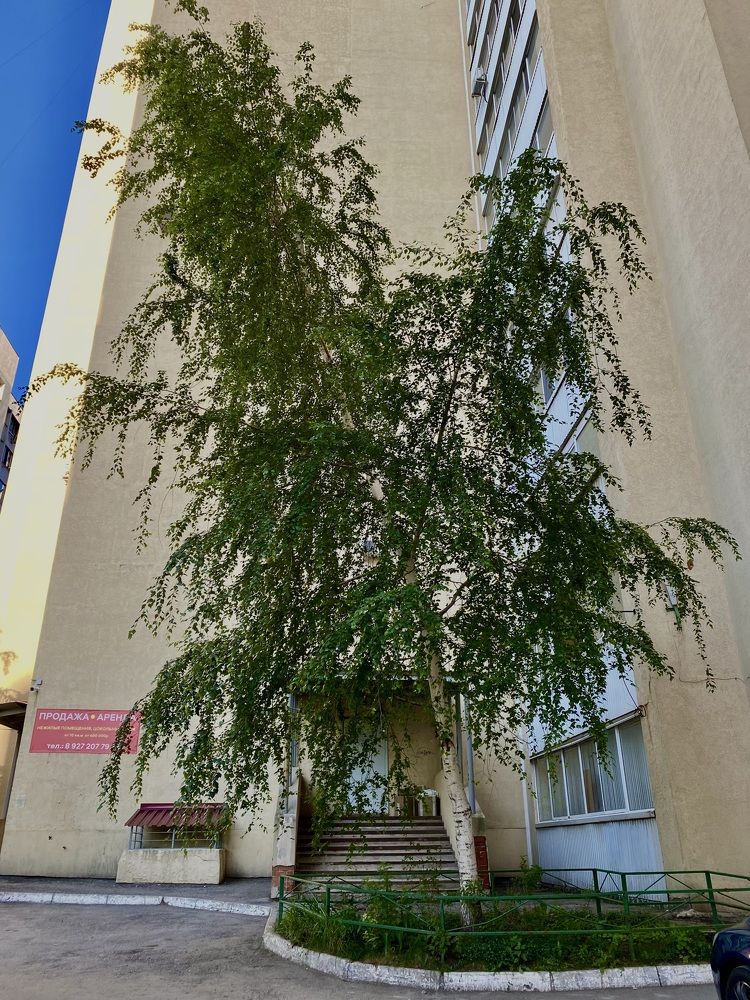 Фотография автора Gala Timaeva