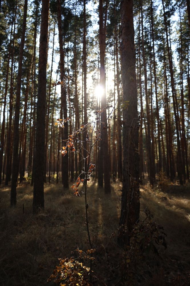 Photograph by Макарова Татьяна