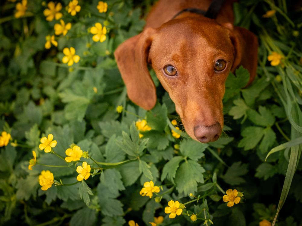Photograph by Dina Damotseva