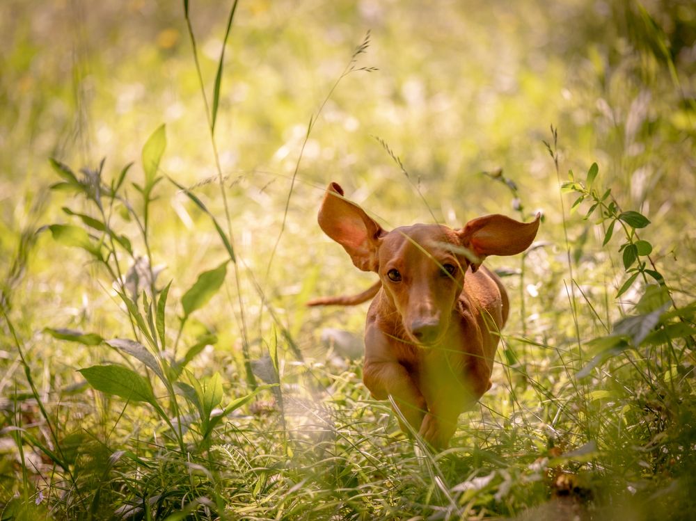 Photograph by Dina Damotseva