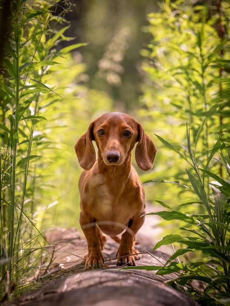 Photograph by Dina Damotseva