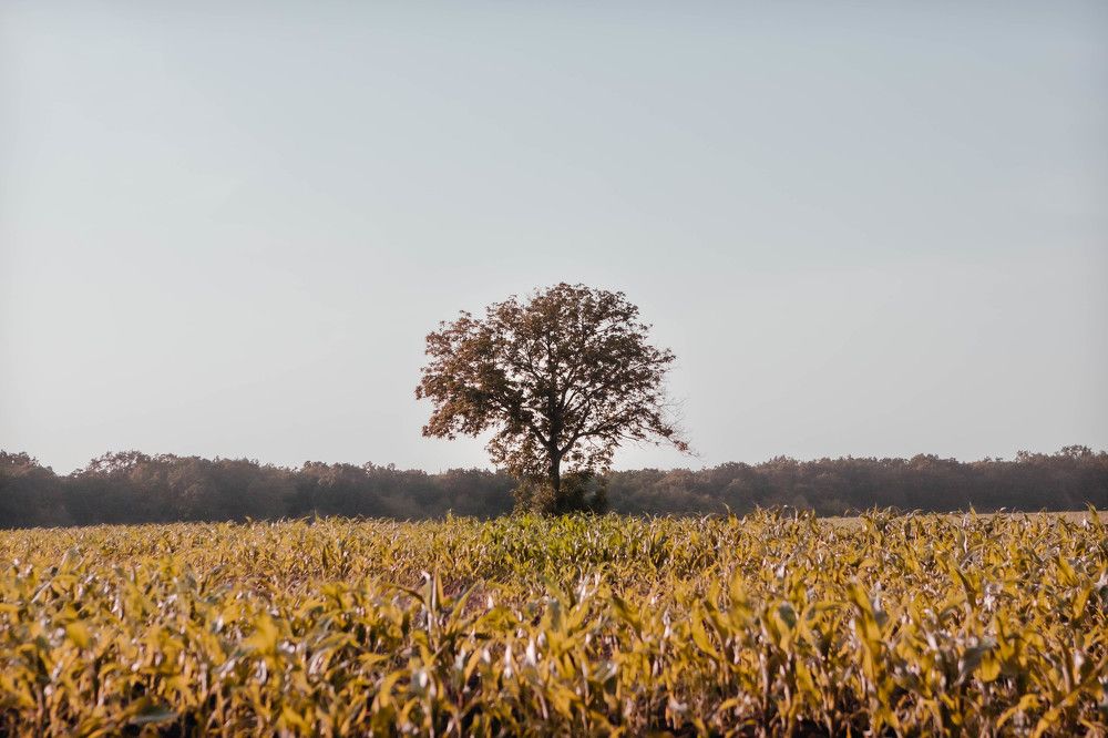 Фотография автора Олег Старосельцев