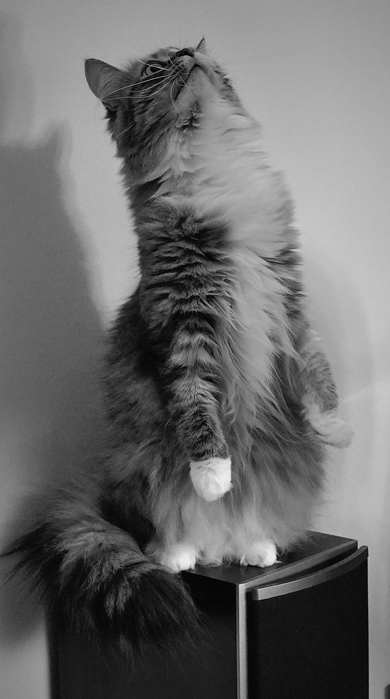 Photograph by Toomas Tõnisalu