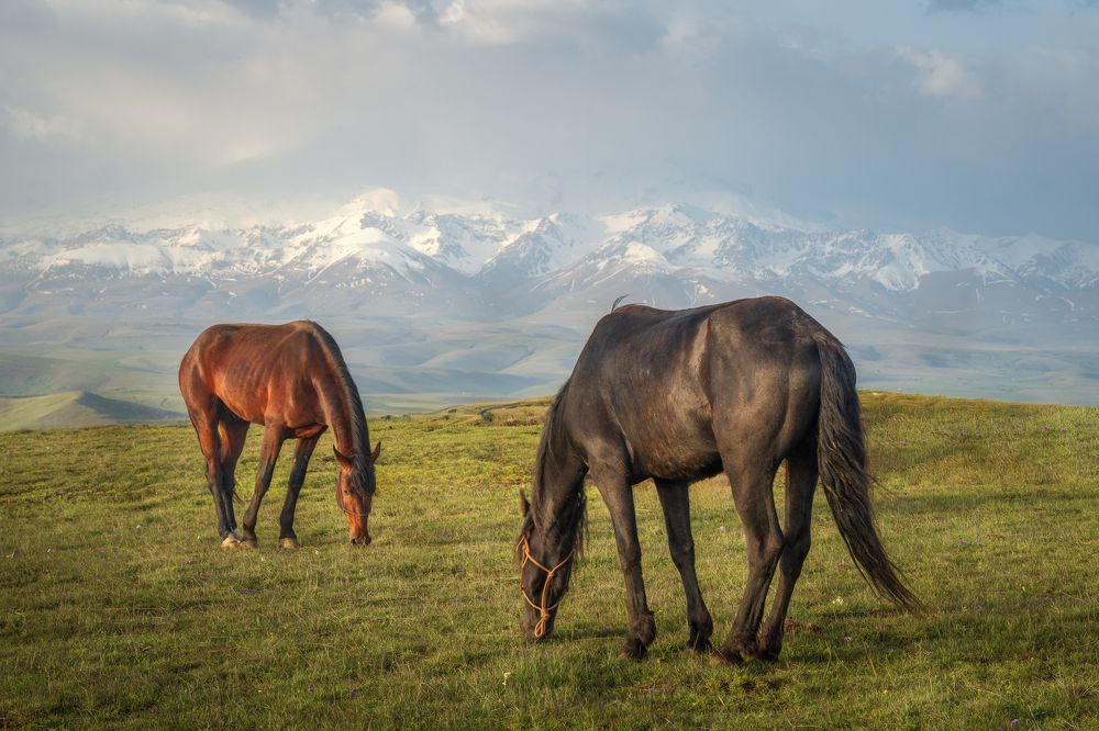 Лошади на фоне снежных гор