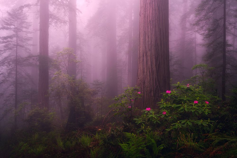 Photograph by Yuriy Garnaev