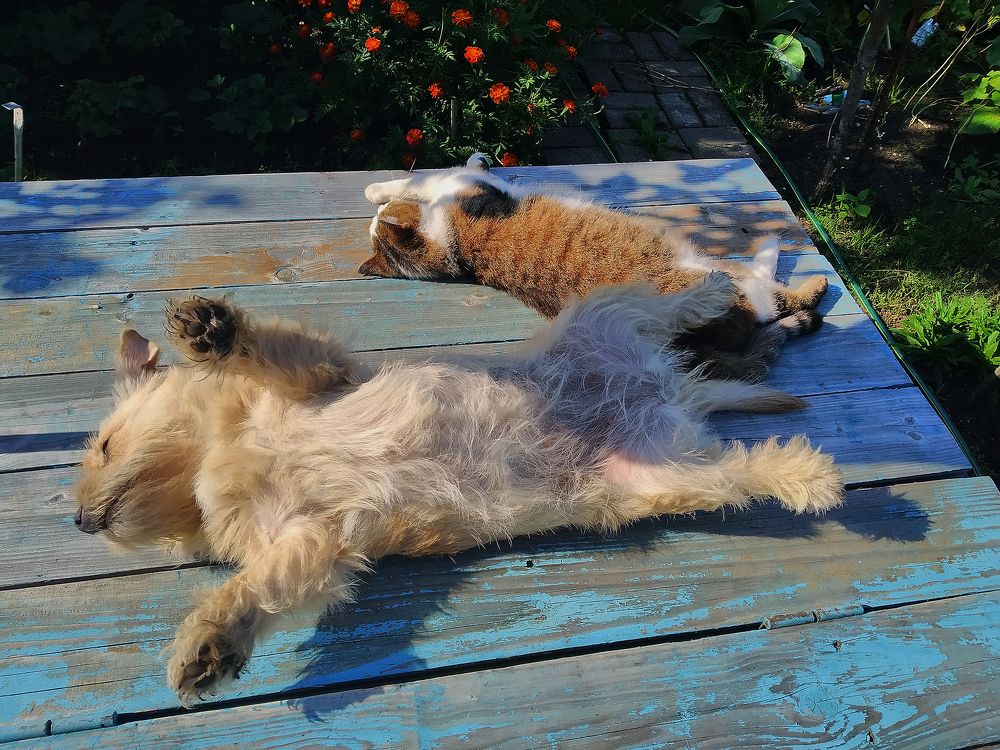 Дачная сиеста