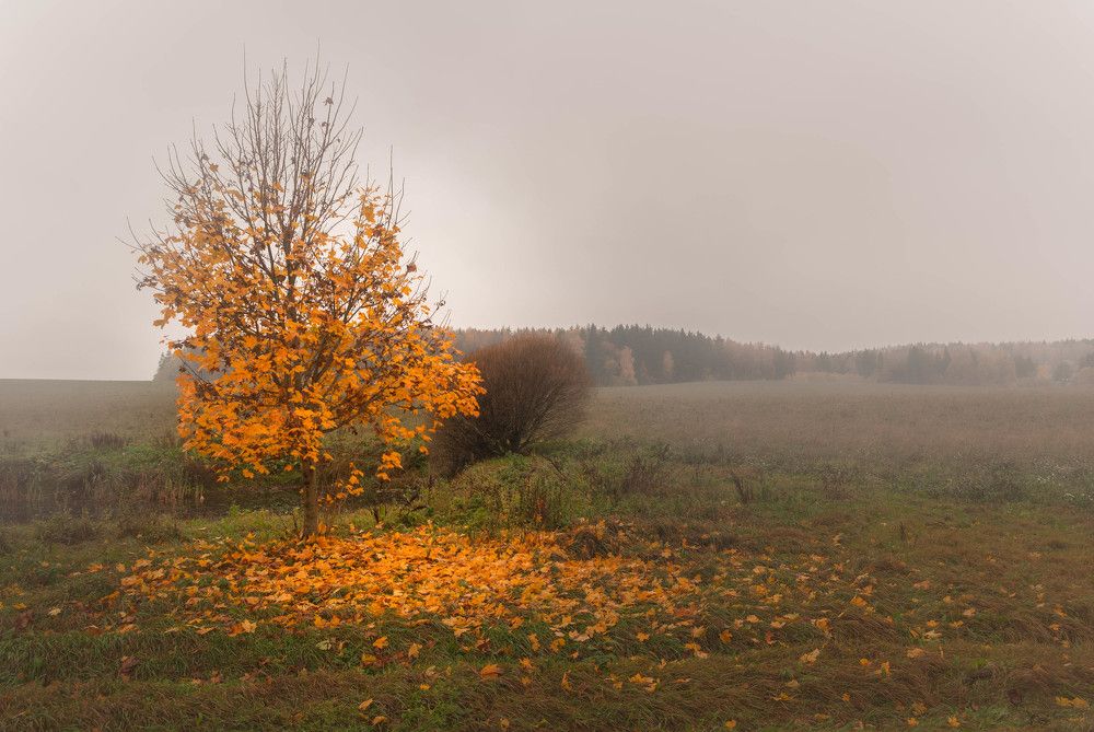 Photograph by Диана Бородзе