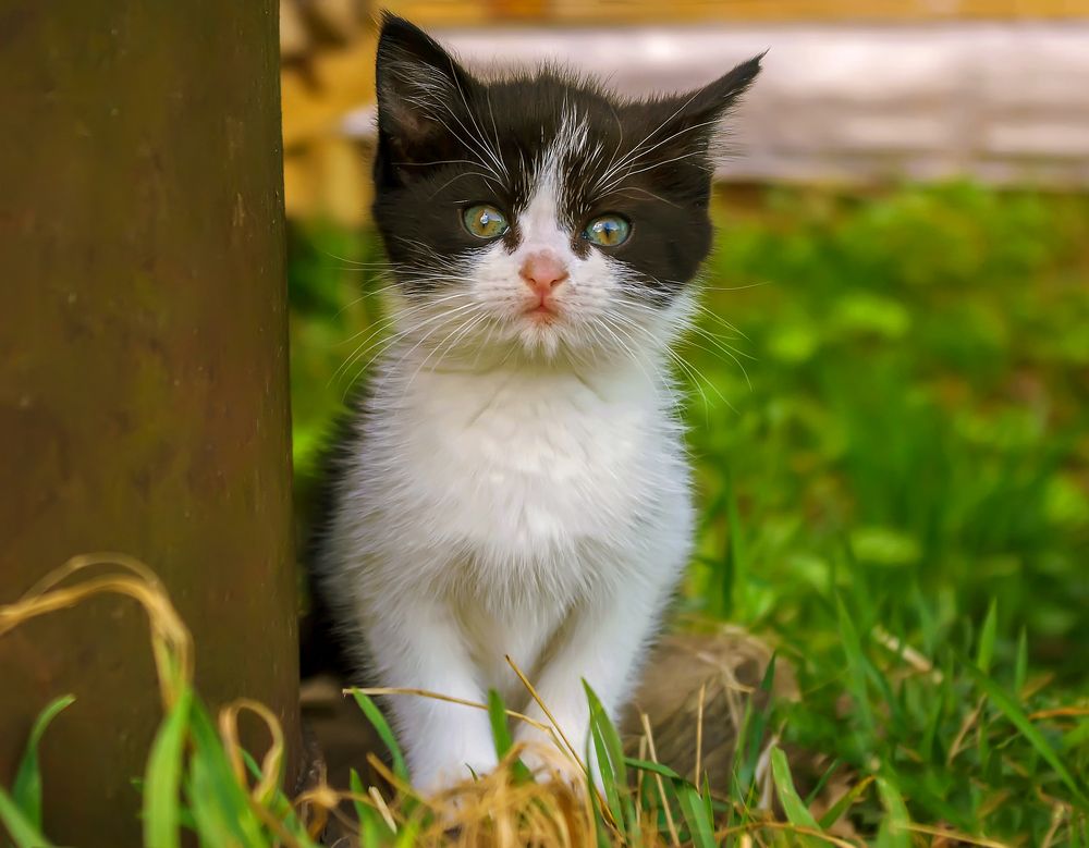 Маленький котёнок.