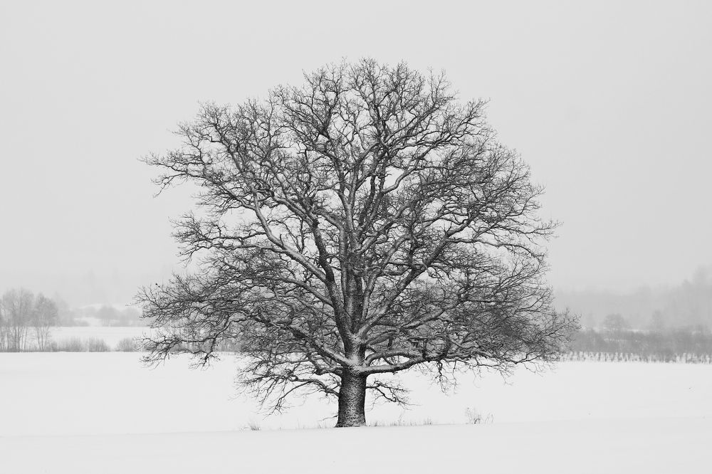 Фотография автора Сергей Барановский