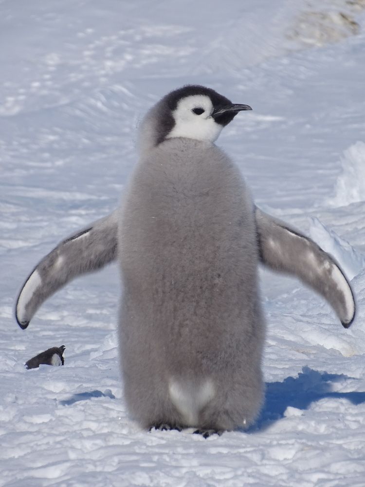 Мальчиш-плохиш-Император