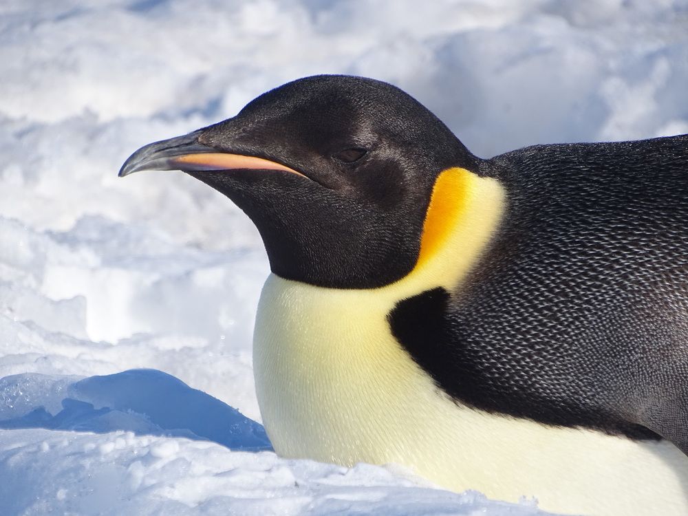 Photograph by MAKSIM MARKOV