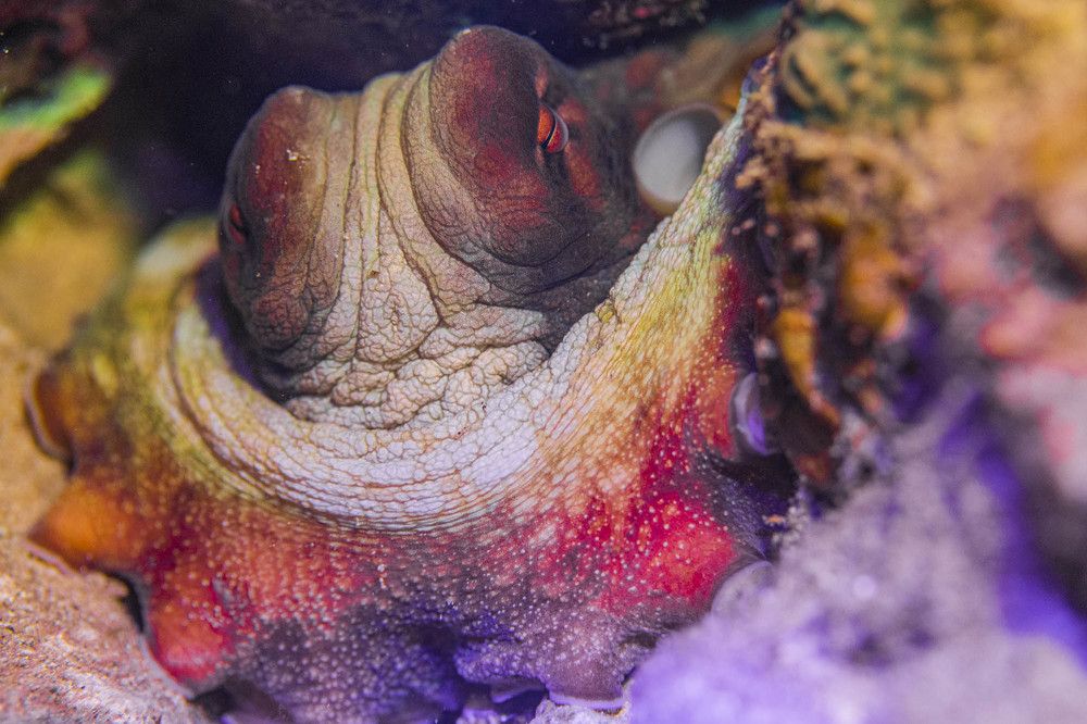 Фотография автора Евгения Кирпиченкова (Клипп)