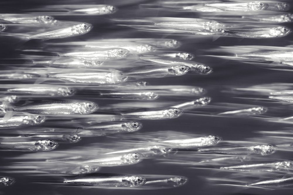 Фотография автора Евгения Кирпиченкова (Клипп)