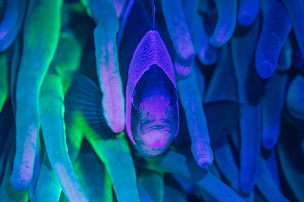 Фотография автора Евгения Кирпиченкова (Клипп)