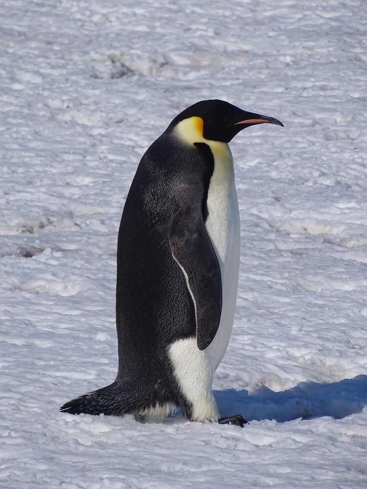 Photograph by ELVIRA LUNEVA