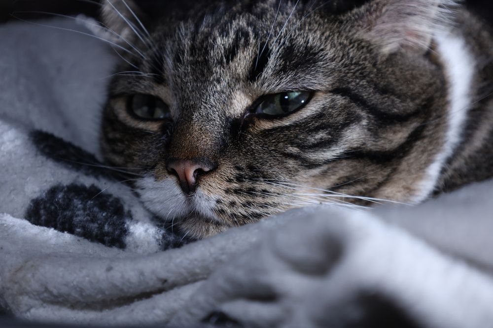 Photograph by Анна Авилочкина