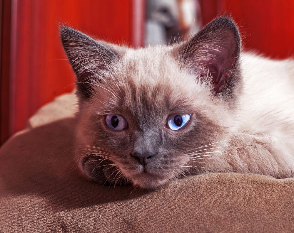 Фотография автора Елена Ефименко