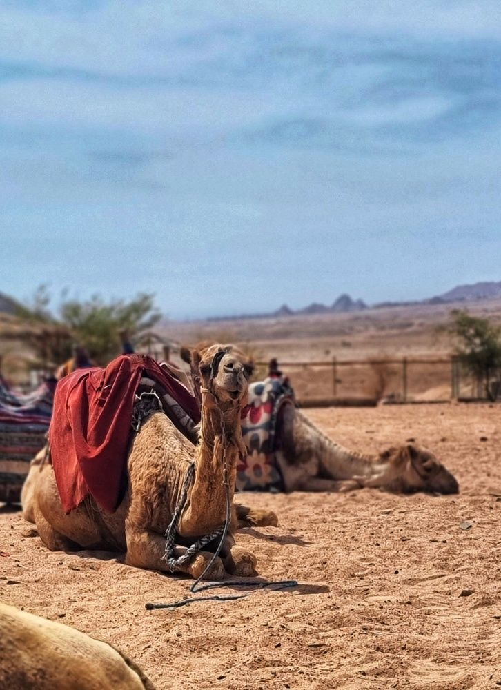 Фотография автора Наталья Законова