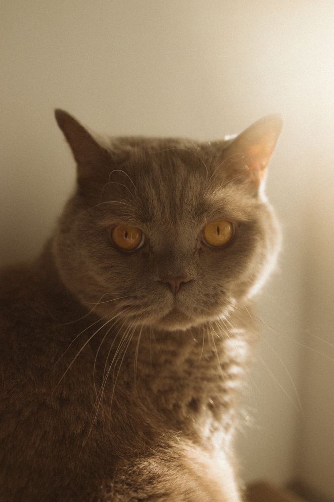 Фотография автора Мария Соколова