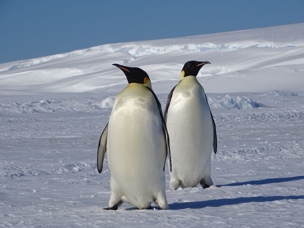 Два брата-не совсем акробата