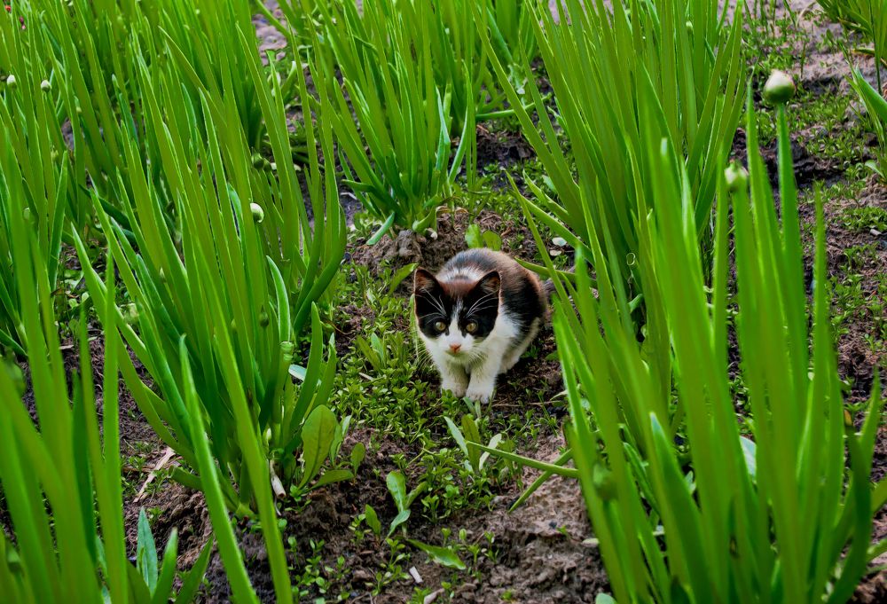 Луковый лес.