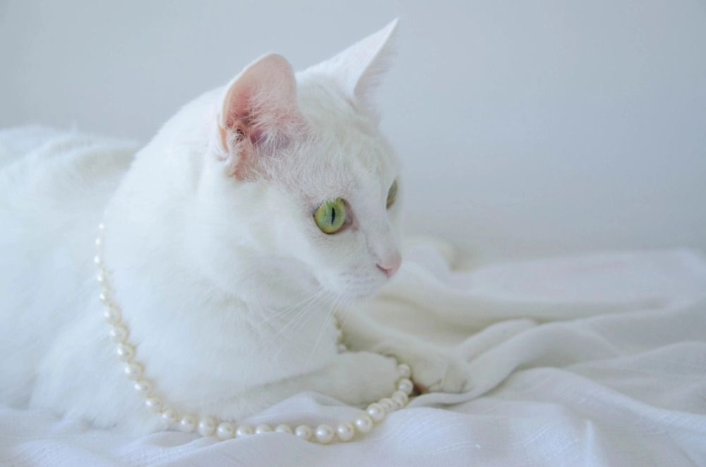 Фотография автора Марина Анищук