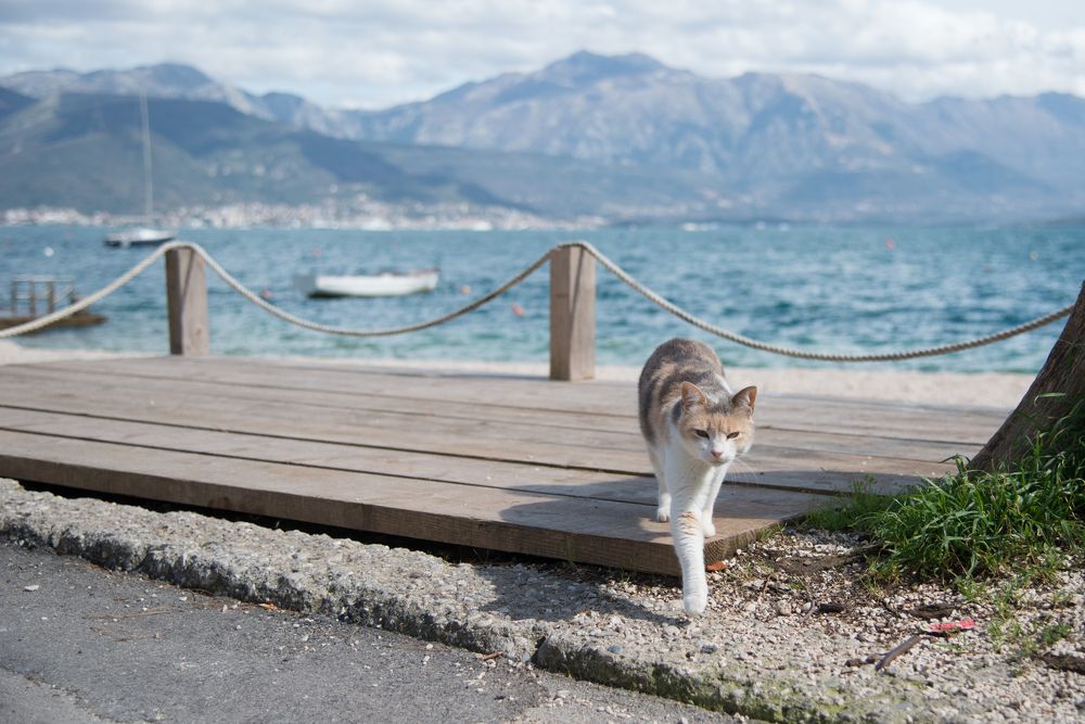 Фотография автора Юлия Ожгибесова