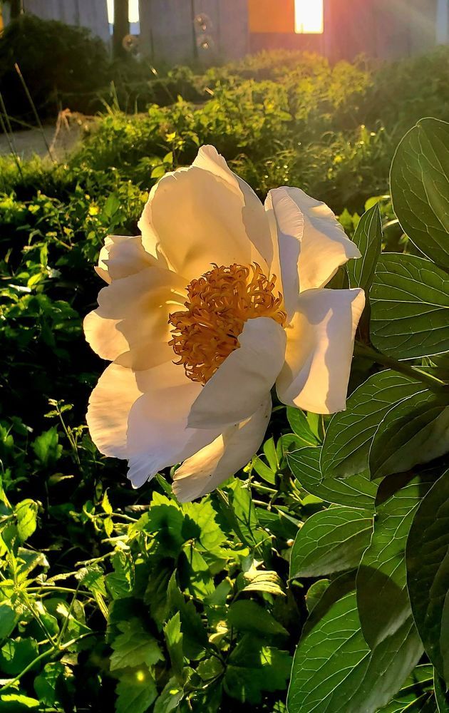 Photograph by Кермен Манджиева