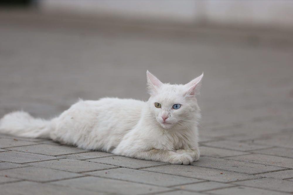 Photograph by Екатерина Савастина