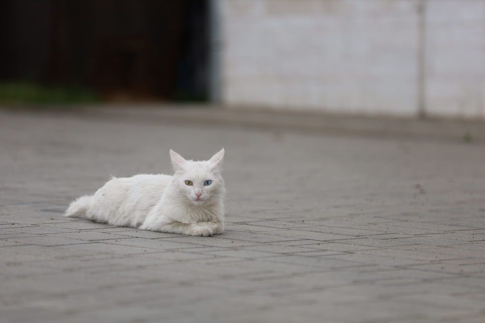 Photograph by Екатерина Савастина