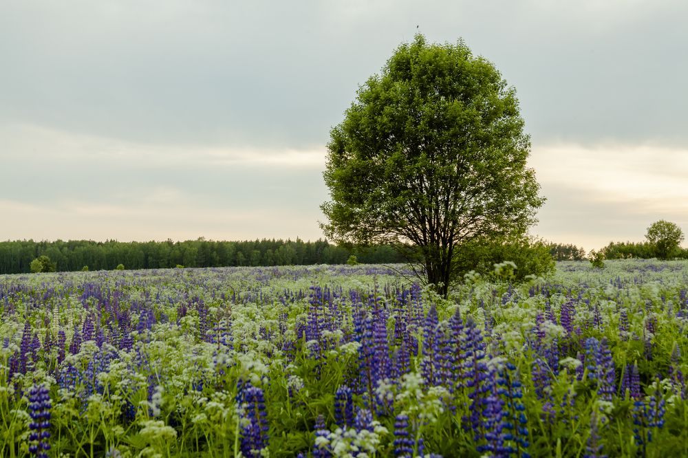 Фотография автора Вадим Лабитов