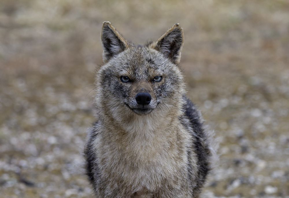 Free and fearless. Golden jackal.