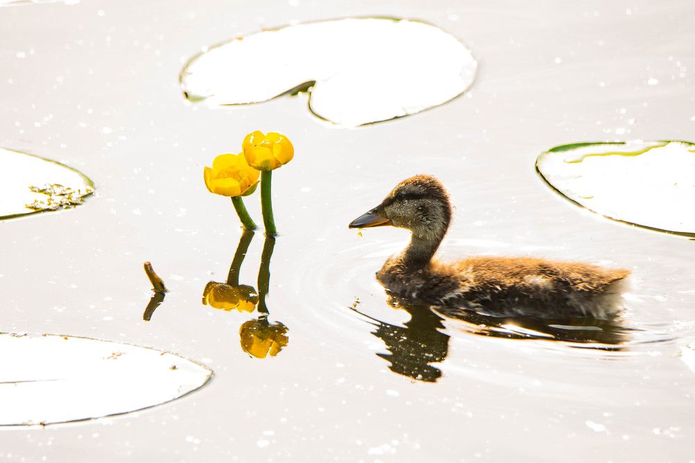 Утёнок кряквы