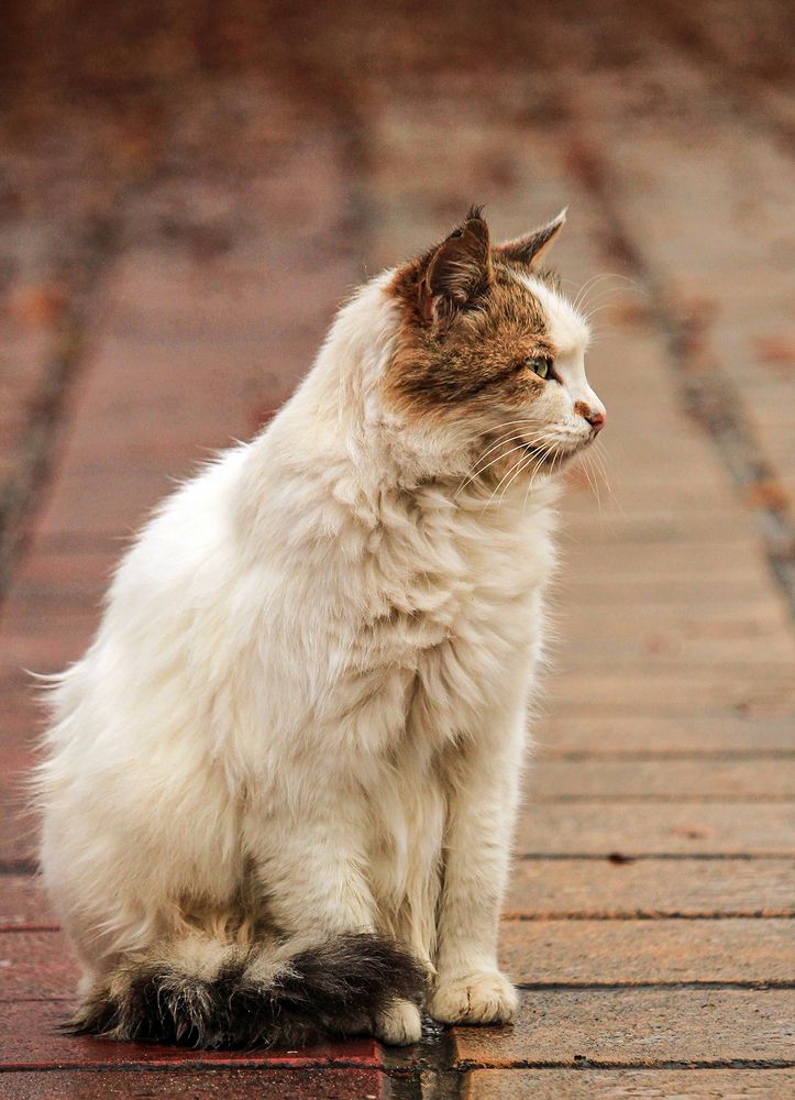 Photograph by hasan sorena jouri