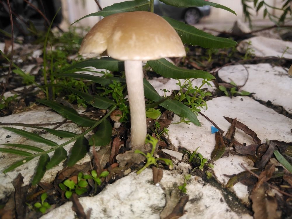 Photograph by Francisco Ferreira