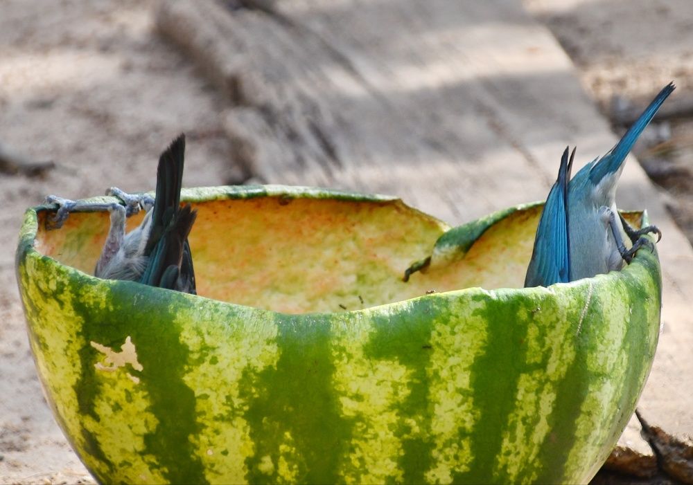 Photograph by Marzio Fattorini