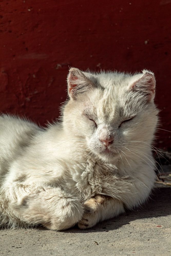Photograph by Jorge Cristóbal Fernández-Trevejo Portuondo