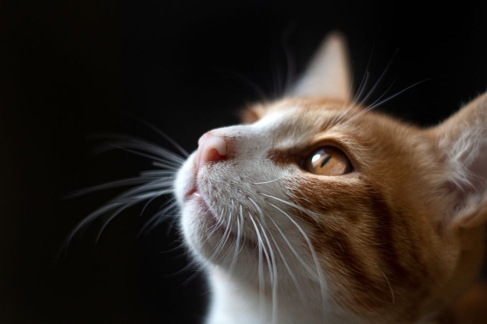 Photograph by Юлия Полянина