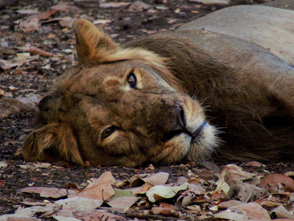 Lion lying and looking on from a distance
