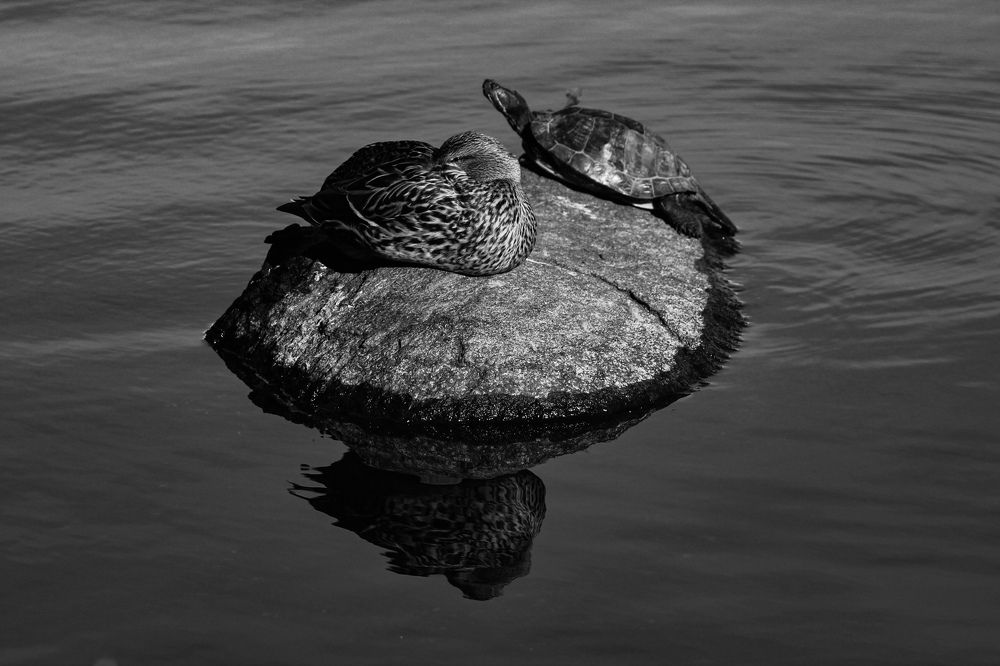 They are good friends turtle & duck