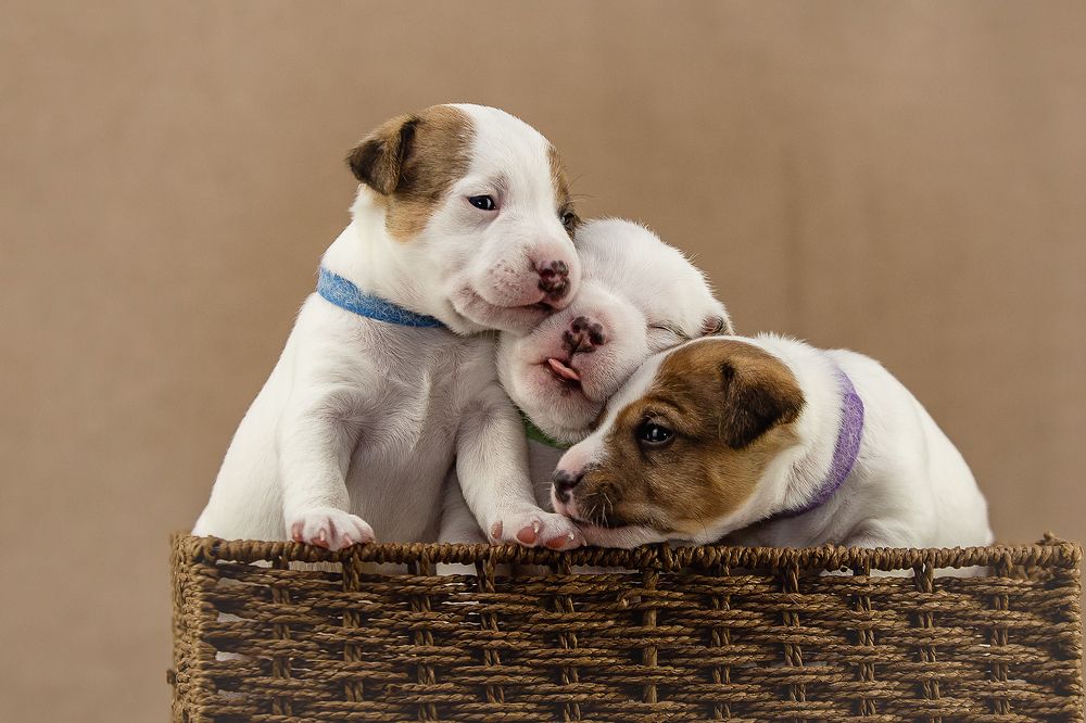 Photograph by СВЕТЛАНА ГРАЧЕВА