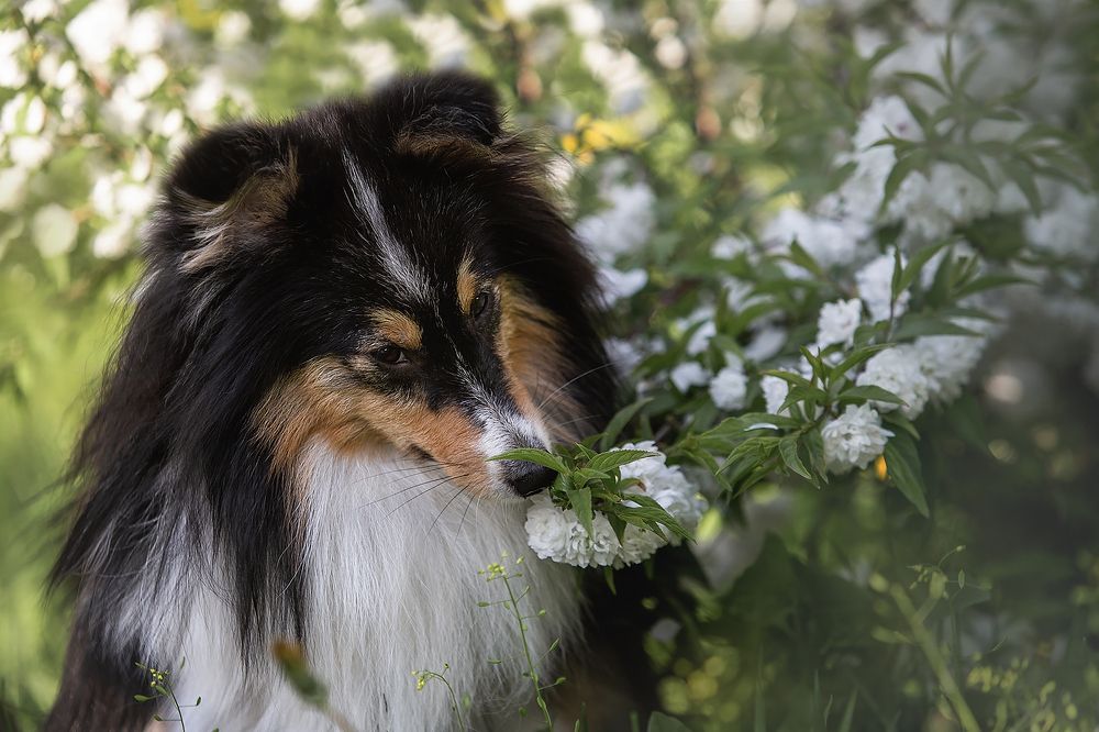 Photograph by СВЕТЛАНА ГРАЧЕВА