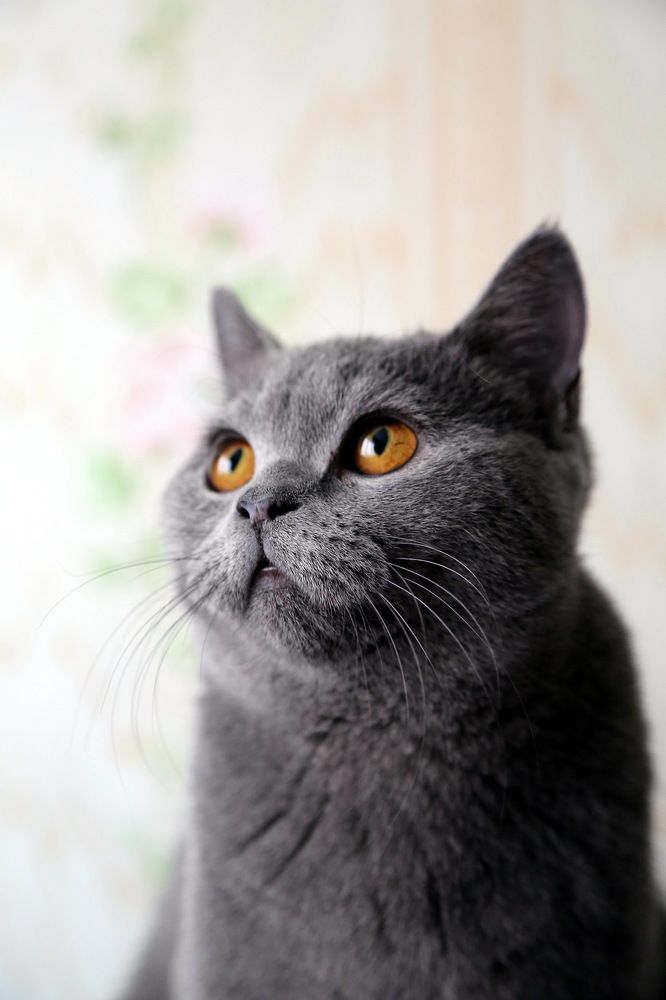 Ульяна Питсбург.