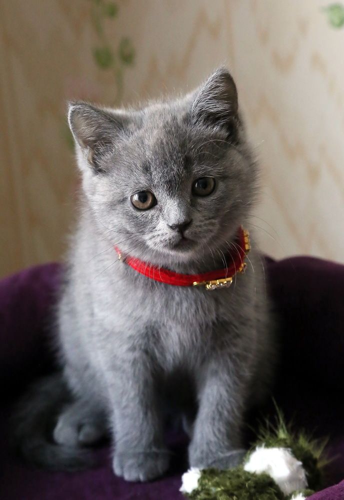 Ульяна Питсбург.