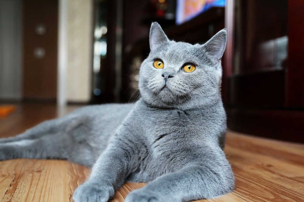 Ульяна Питсбург.