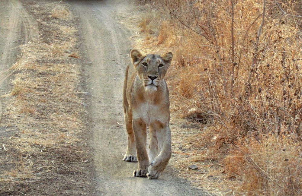 Lioness looking curious and coming on