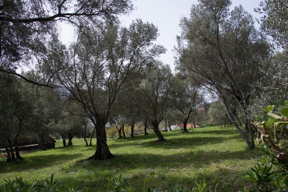 Фотография автора Юлия Ожгибесова