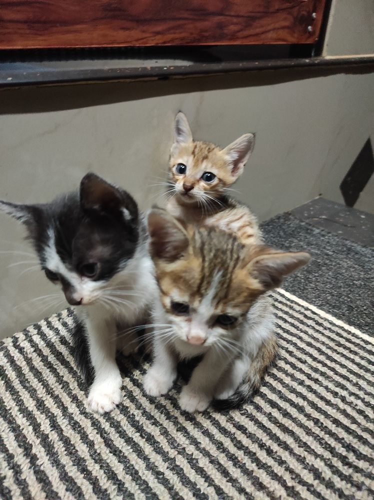 Photograph by Muhammed Junaid A P